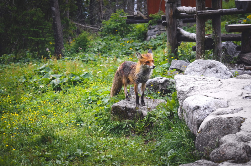 fox, rock, no people, green color, animal wildlife, rock - object, standing, 4K, nature, animal themes, animal, vertebrate, predator, growth, outdoors