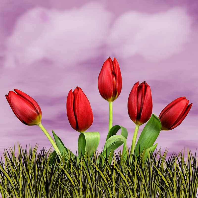 2K, flower head, tulip, flowering plant, close-up, flower, freshness, plant, clouds, green color, outdoors, petal, lawn, fragility, springtime, cloud - sky