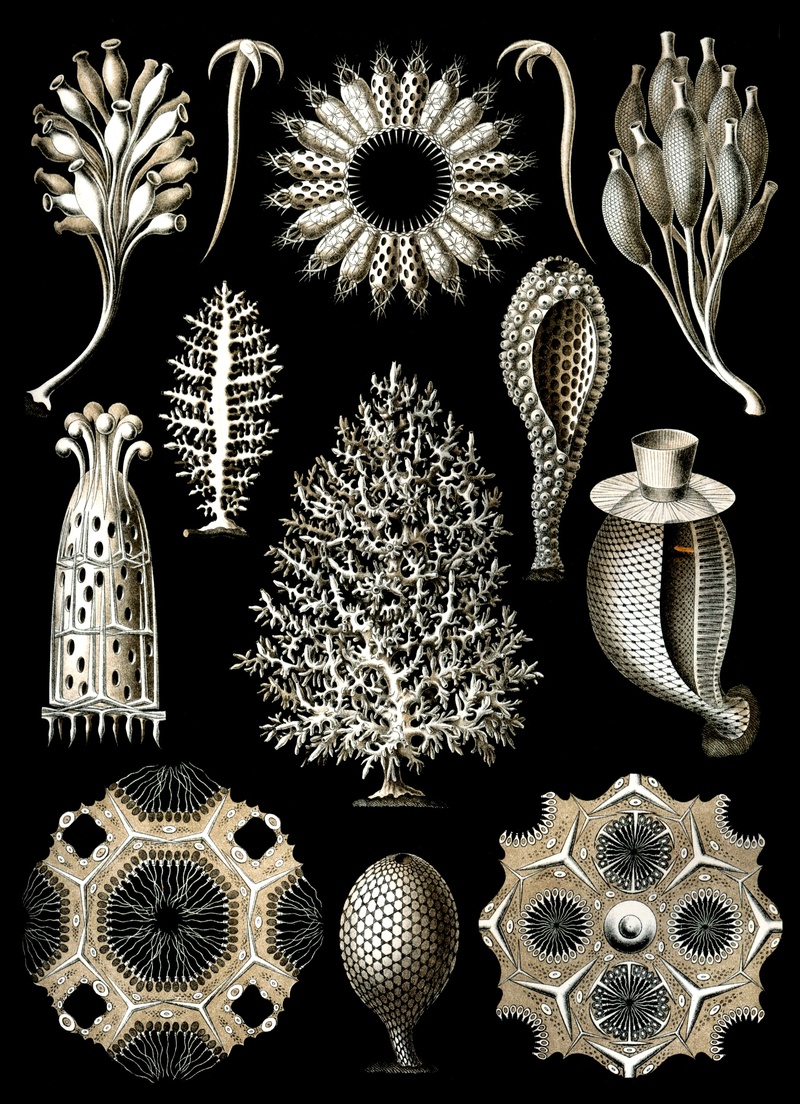 indoors, steel, craft, pattern, plant, sponges, still life, no people, large group of objects, sea sponge, creativity, flower, marine life, metazoa, close-up