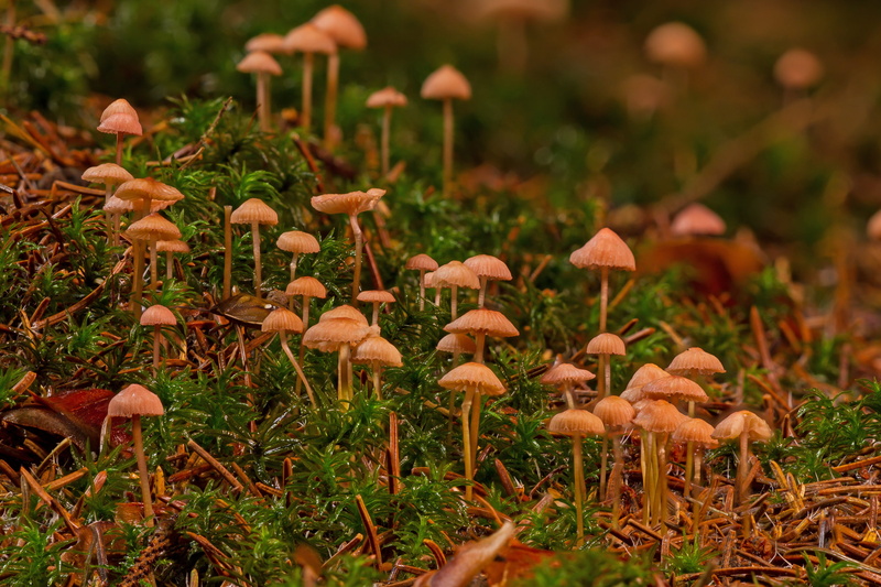 4K, toadstool, outdoors, small mushrooms, no people, tranquility, vulnerability, fragility, growth, mini mushroom, field, nature, beauty in nature, selective focus