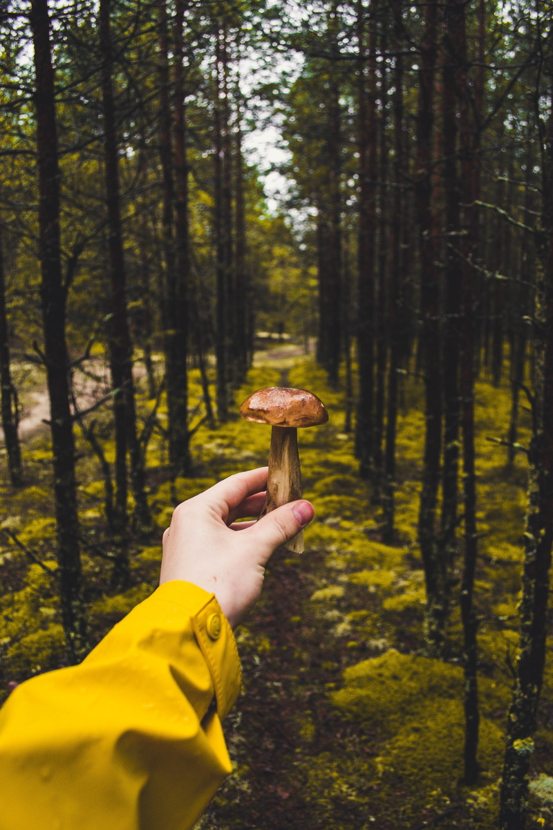 fungus, body part, brown, finger, personal perspective, hand, point, woodland, real people, one person, green, plant, day, land, human finger, first, human hand