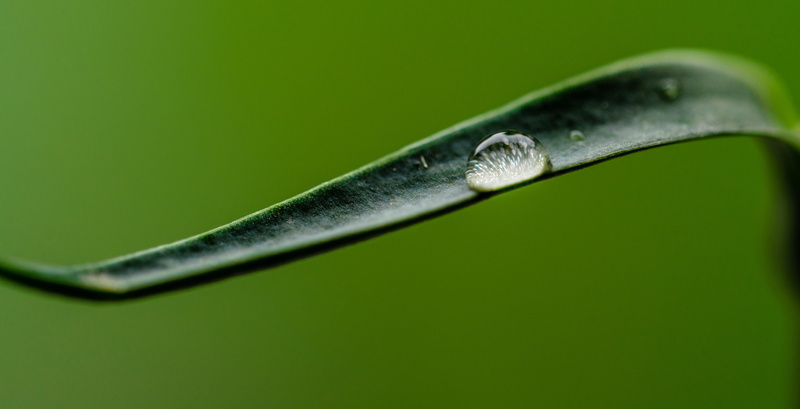droplet, studio shot, pearl, clear, dew, plant part, grass, green background, macro, water, plant, 4K, strict, no people, leaf, fresh, at the edge of