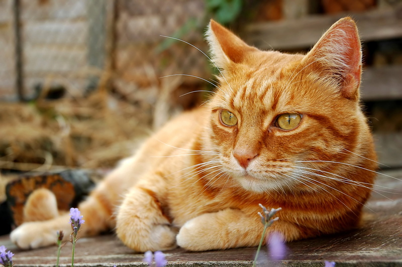 whisker, blur, feline, mammal, looking, behold, animal themes, relaxation, stay, nature, focus on foreground, red, no people, animal, Tomcat, tabby, domestic animals