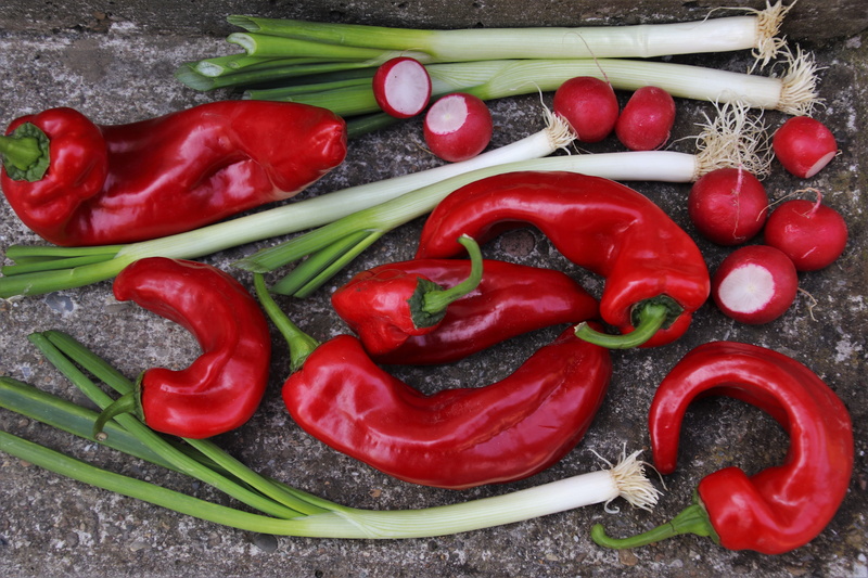 paprika, vegetables, nutrition, mature, directly above, vegetable, red chili pepper, spice, vegetarian, red bell pepper, red, strict, onion, 5K, wellbeing