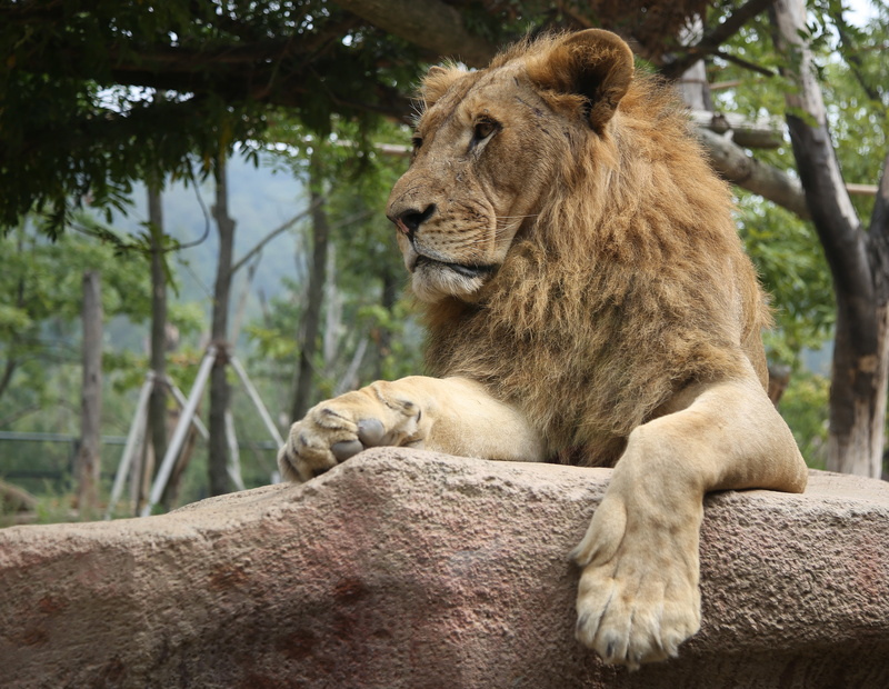 focus on foreground, relaxation, the front foot, safari, lioness, africa, carnivore, undomesticated Cat, animal themes, dignity, mammal, day, animal wildlife