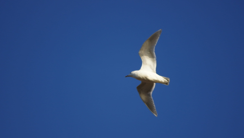 wildlife, feather, nature, vertebrate, Blue Sky, animals in the wild, Seagull, animal, creature, animal themes, flying, sky, dom, outdoors, blue, 2K, one animal
