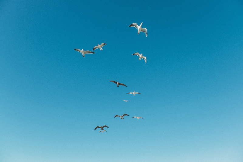 sea life, spread wings, undersea, flock, group of animals, flock of birds, white, 4K, clear sky, animal wildlife, black, angle, low angle view, animal wing