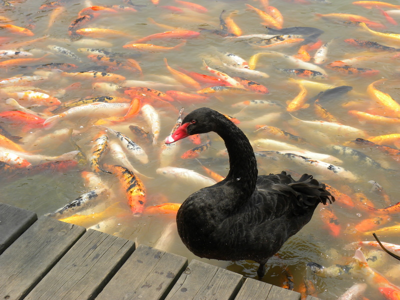 swan, animal themes, day, koi, china, water, nature, marine, school of fish, animal wildlife, 2K, goldfish, animal neck, chengdu, underwater, animal, koi carp