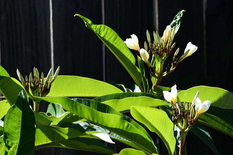 flower head, irvine, sidelight, united states, beauty in nature, nature, growth, fragility, plant, leaf, inflorescence, green color, flower, freshness