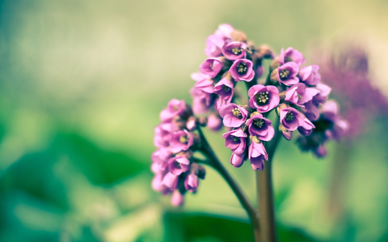spring, remixed, purple, flowers, 2K, nature