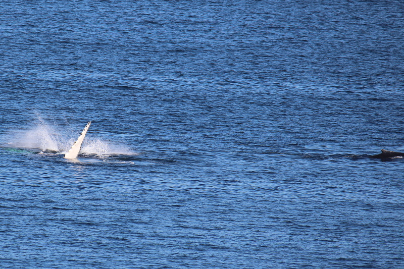 no people, animal wildlife, high angle view, whales, ocean, nature, day, sailboat, sea, bonavista, mode of transportation, canada, water, atlantic, hunting