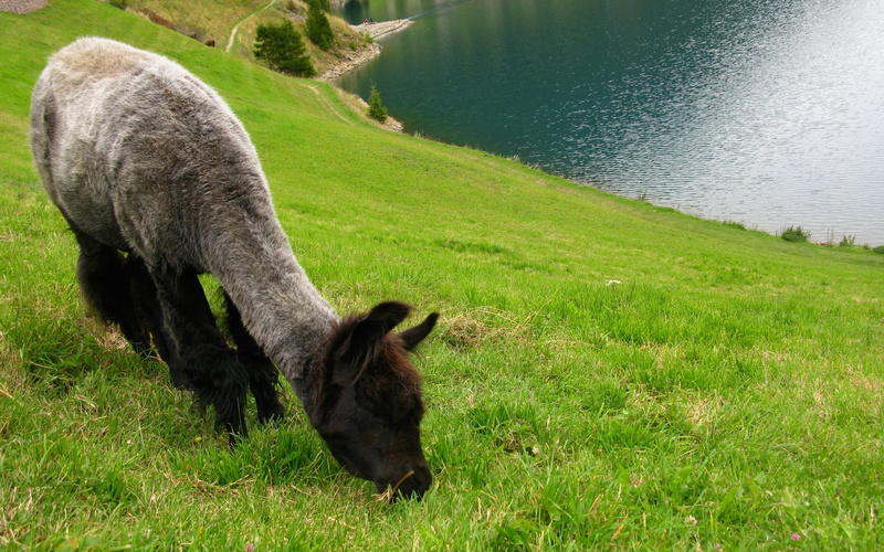 side, animals, lake, lama, ii, mountain, 2K, view, beautiful, hd, green