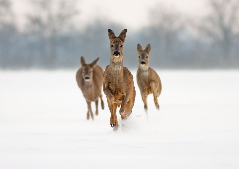 snow, cute animals, lama, 5K