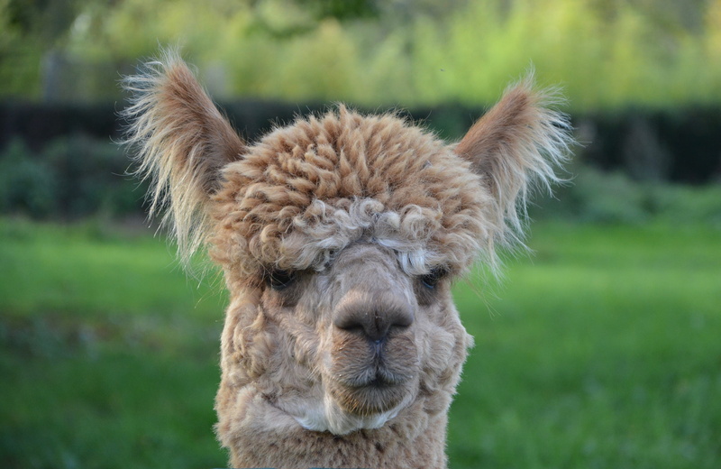 animal, animal body part, domestic, animal themes, pets, domestic animal camelid, focus, focus on foreground, day, portrait, close-up, alpaca, lama head to face
