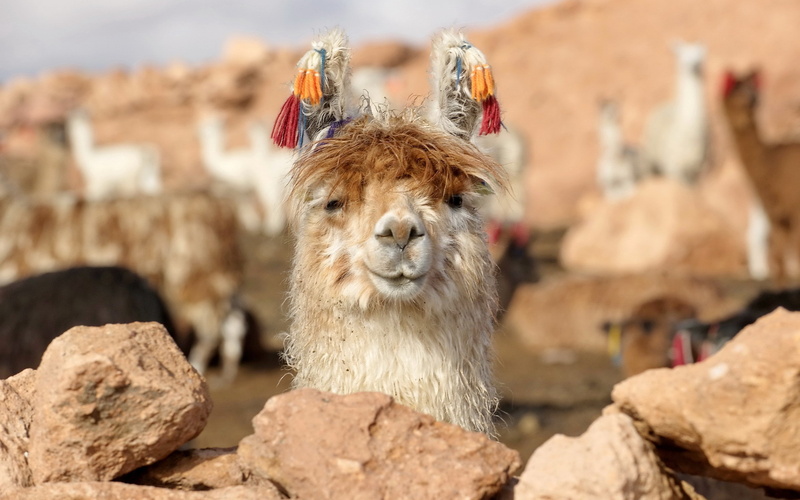 2K, funny, Lama