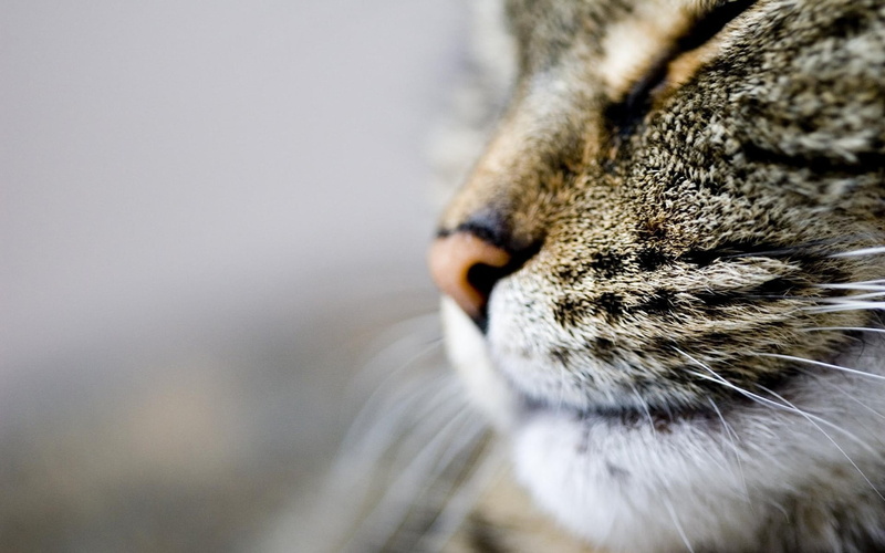 animal body part, tabby, human Face, cat, animal themes, animal Hair, focus on foreground, domestic, outdoors, young Animal, portrait, macro, feline, domestic Cat