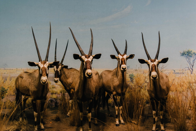 plant, animal, museum, looking at camera, savana, united states, deer, animals, lamas, wildlife, animal wildlife, herd, portrait, field, outdoors, new york