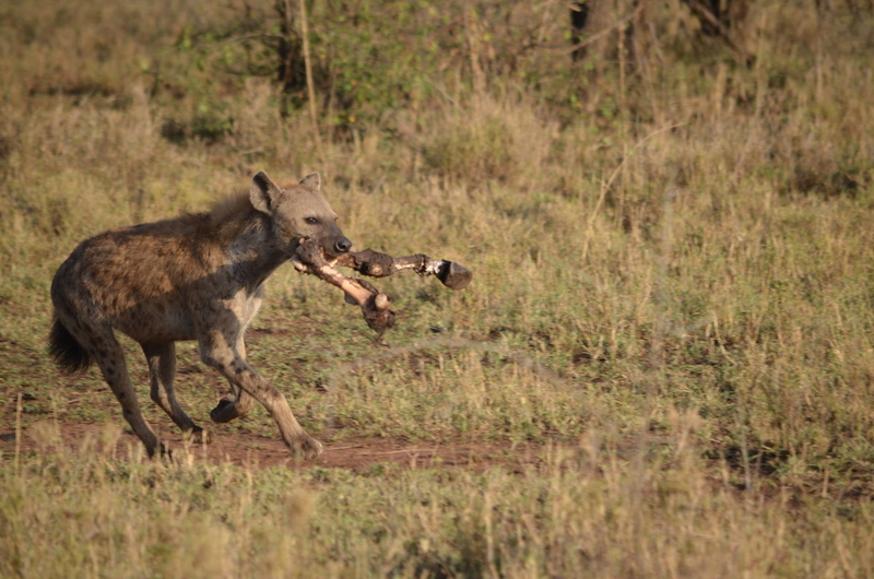 animal wildlife, plant, vertebrate, running, grass, animals hunting, animals in the wild, scavenger, outdoors, wild, mammal, predator, survival, tanzania