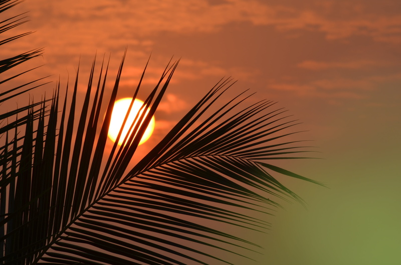 orange color, palm leaf, tree, sunrise, beauty in nature, no people, cloud - sky, idyllic, akividu, silhouette, plant, close-up, nature, scenics - nature