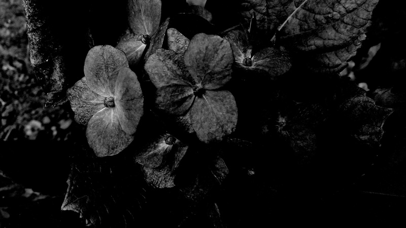 color, black, flowering plant, photography, land, vulnerability, sadness, tree, sunlight, night, abstract, beautiful, petal, poetry, freshness, dark, outdoors