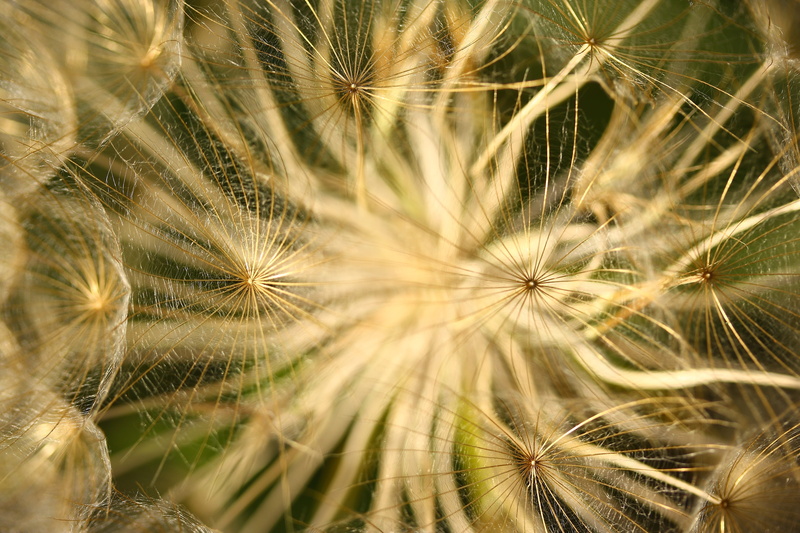spring, 4K, inflorescence, focus, abstract pattern, beautiful, selective, detail shots, white, Flower, growth, yellow, dandelion seed, flower head, dandelion