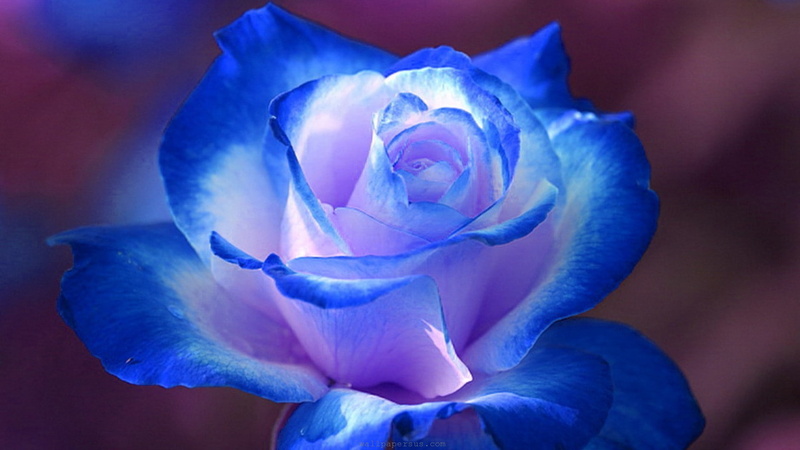 1920x1080, Blue, Rose, 1080P, 4k artistic, animals