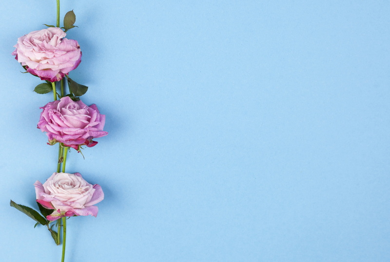 blue background, flowers, pink, roses, 2K, beautiful