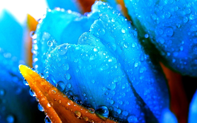 nature and landscapes, blue, cyan, color, 1080P, bud, water drops, tulips, flower