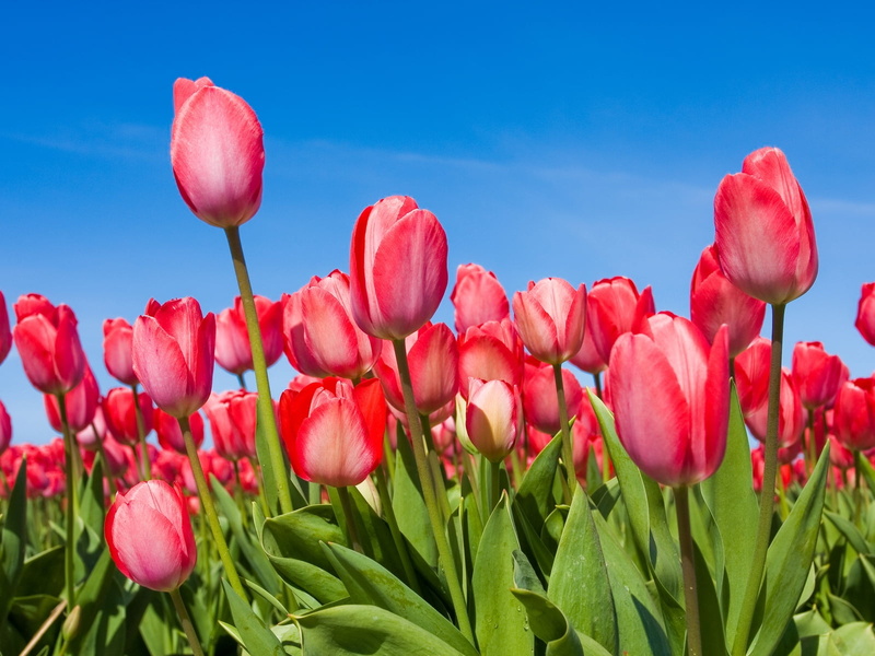 vibrant Color, bright, blue, growth, no People, 720P, yellow, grass, netherlands, stem, freshness, springtime, flowerbed, meadow, sky, backgrounds, nature