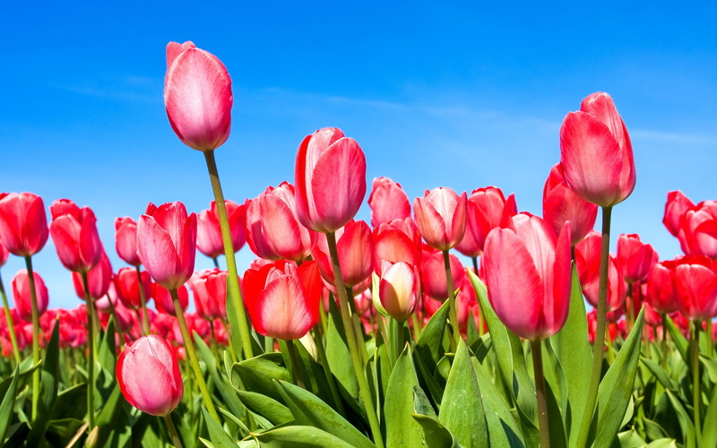 Tulip, 2K, tulips, Red, Sky, Blue