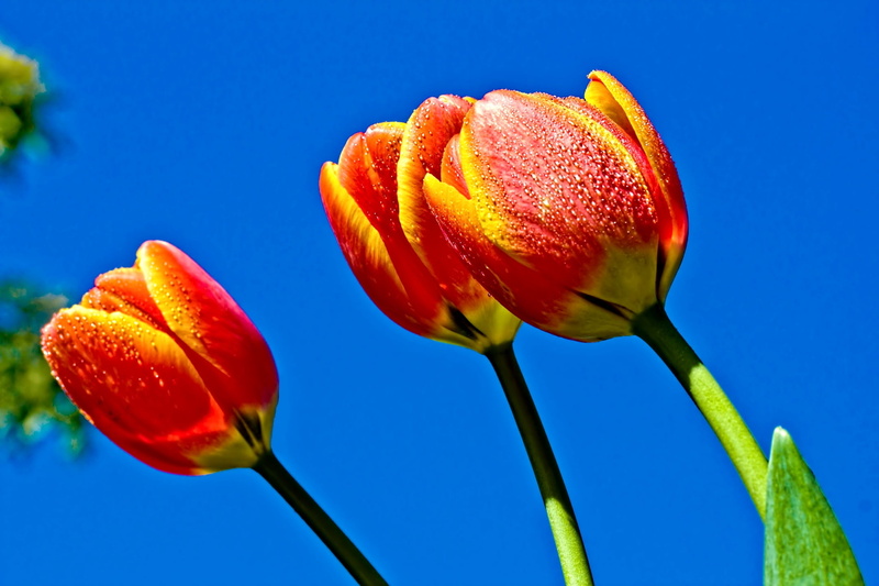 single Flower, flowerbed, leaf, orange, nature, season, bouquet, botany, fragility, blue background, close-up, plant, clear sky, growth, formal Garden