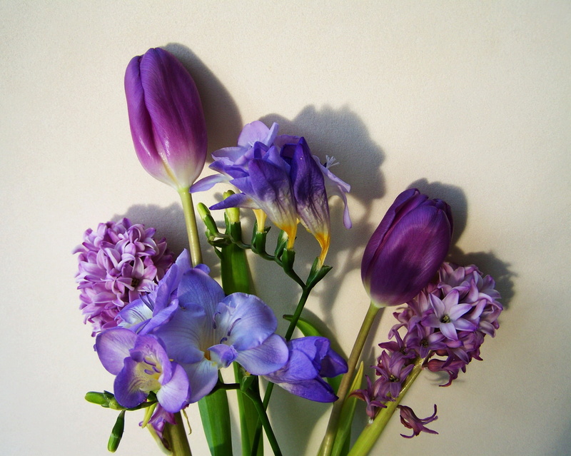 petal, cut flower, inflorescence, bluish-purple colors, crocus, vulnerability, flower arrangement, no people, beauty in nature, indoors, flowering plant