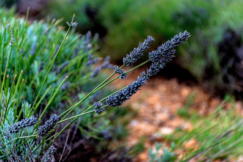 botanic, fragility, rustic, south of france, landscape, grass, botany, france, alpes-de-haute-provence, nature, no people, background, petals, green, simple beauty