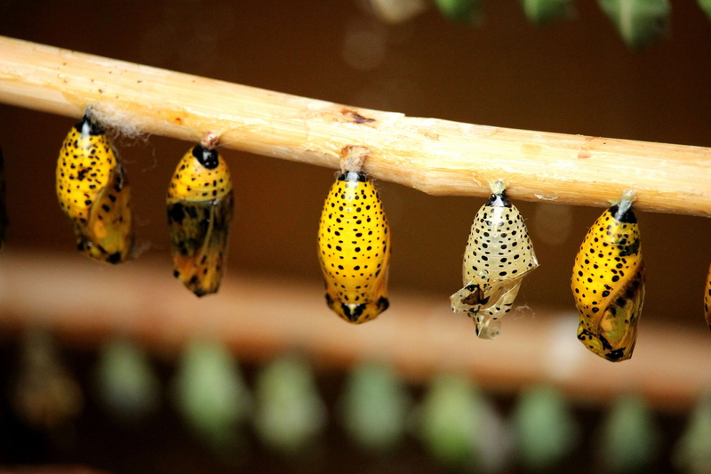 cycle, transform, natural, nature, focus on foreground, butterfly, insect, bug, day, side by side, animal themes, close-up, cocoon, animals in the wild