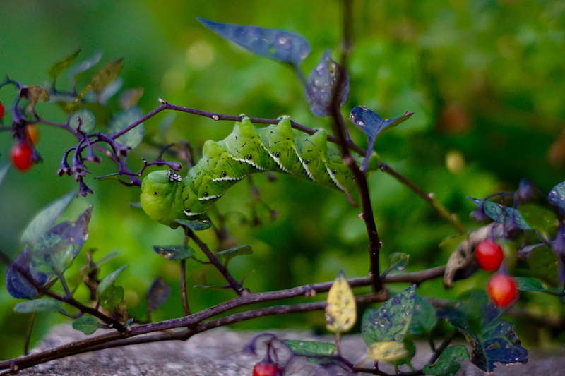 food and drink, Bug, beauty in nature, leaf, growth, critter, wellbeing, lepidoptera, papilio, no people, butterfly, Berries, close-up, freshness, ripe