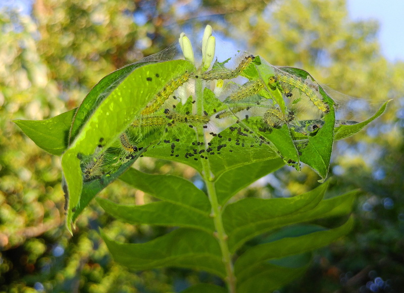 outdoors, metamorphism, caterpillar, animal, foliage, no people, parasite, entomology, colony, ecology, wildlife, nest, moth, 2K, branch, webbed nest