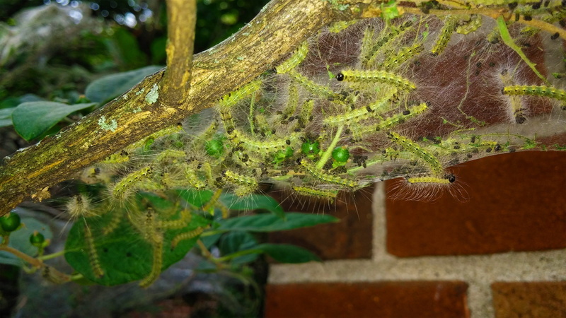 nature, pest, silk, parasite, animals in the wild, fall webworm, wildlife, trunk, one animal, no people, moth, leaf, outdoors, plant, insect, nest, animal