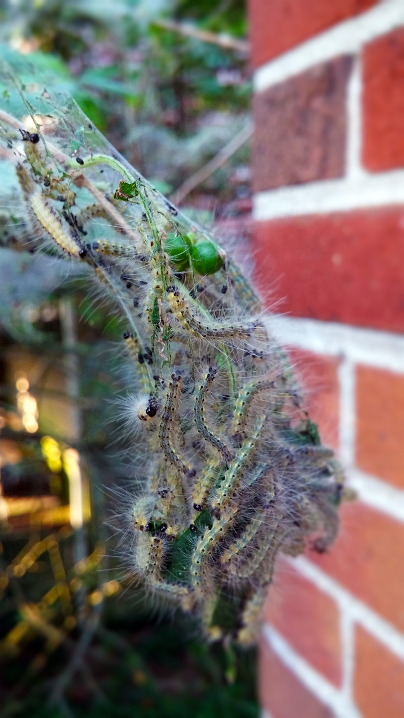 close-up, pest, Worms, one animal, focus on foreground, insect, worm, cocoon, larva, entomology, Webbed, tent, colony, larvae, nature, ecology, animals in the wild