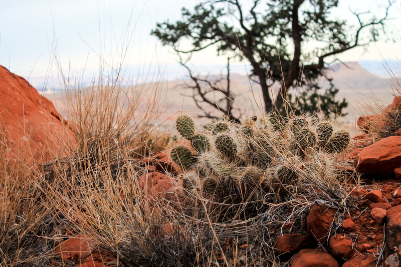 plants, canyon, red, colorado, red rocks, sandstone, land, grass, national, cloud - sky, day, wall, tranquility, no people, nature, autumn, surrounded