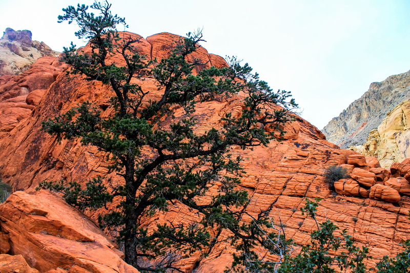 canyon, strata, travel, stone, colorado, rock formation, tourism, wall, tranquil scene, National, 4K, park, america, landscape, geology, plant, rock, scenic