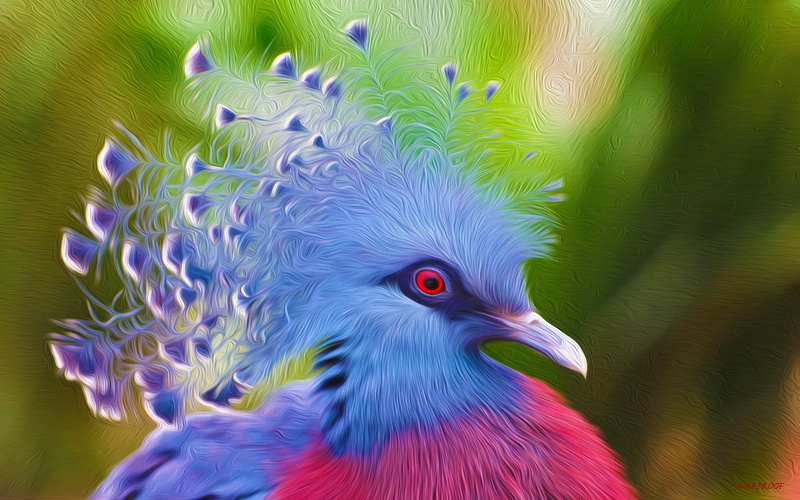 1080P, Victoria Crowned Pigeon, Birds