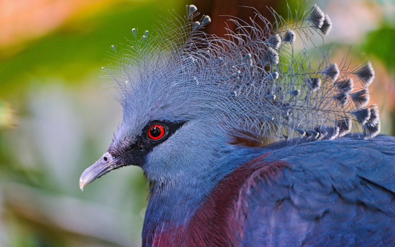 Birds, Victoria Crowned Pigeon, 1080P