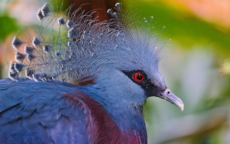 crowned, bird, 1920x1200, Pigeon, 1080P, animals, victoria