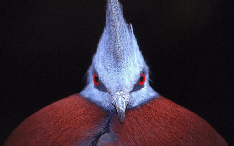 eyes, red, birds, victoria, crowned, pigeon, 1080P
