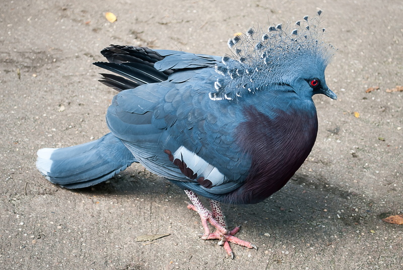 victoria crown pigeon, fan-deaf, outdoors, vertebrate, pigeon, blue, high angle view, animal wildlife, standing, full length, animal, close-up, ground