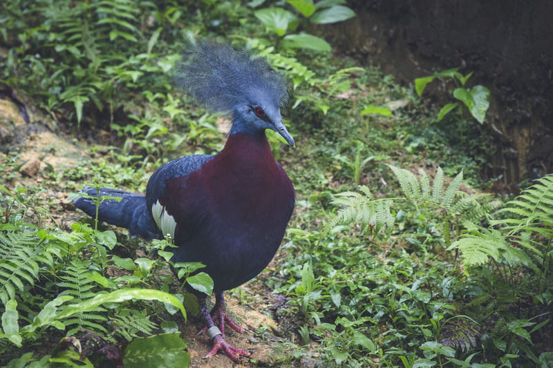 beside, animal themes, day, animal, growth, 4K, color, nature, beak, Victoria Crowned Pigeon, grass, full length, close-up, plants, victoria, fern, land