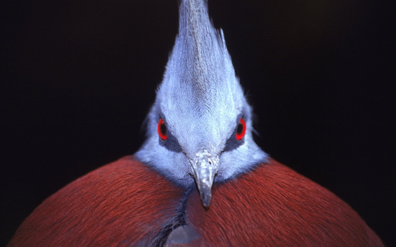 Birds, 1080P, Victoria Crowned Pigeon