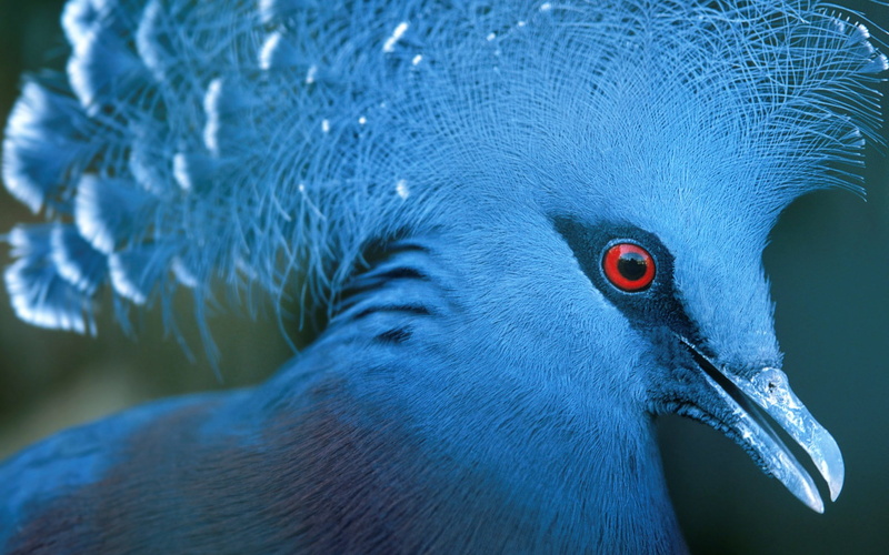 animal wildlife, day, portrait, bird, animal, one animal, blue, no people, animal eye, focus on foreground, animal themes, nature, close-up, looking, animals in the wild