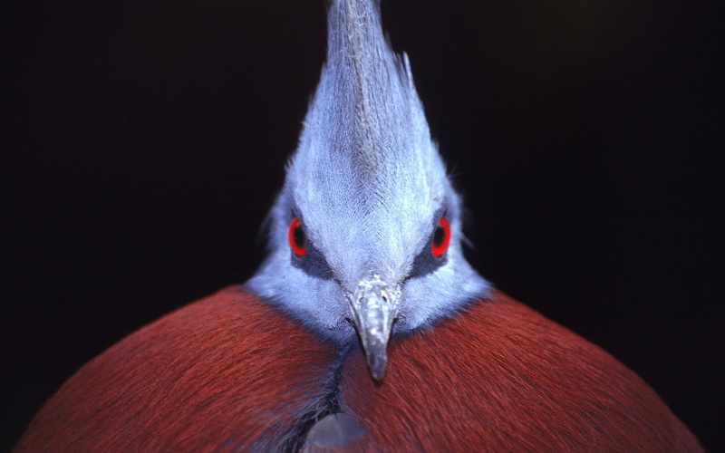 bird, animal eye, 2K, vertebrate, no people, beak, portrait, indoors, close-up, aggression, animal wildlife, victoria crowned pigeon, red, studio shot