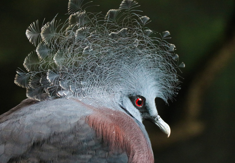 beak, photography, pigeon, outdoors, no people, closeup, 2K, vertebrate, eye, animals crest, crowned, nature, focus on foreground, focus, animal, profile view